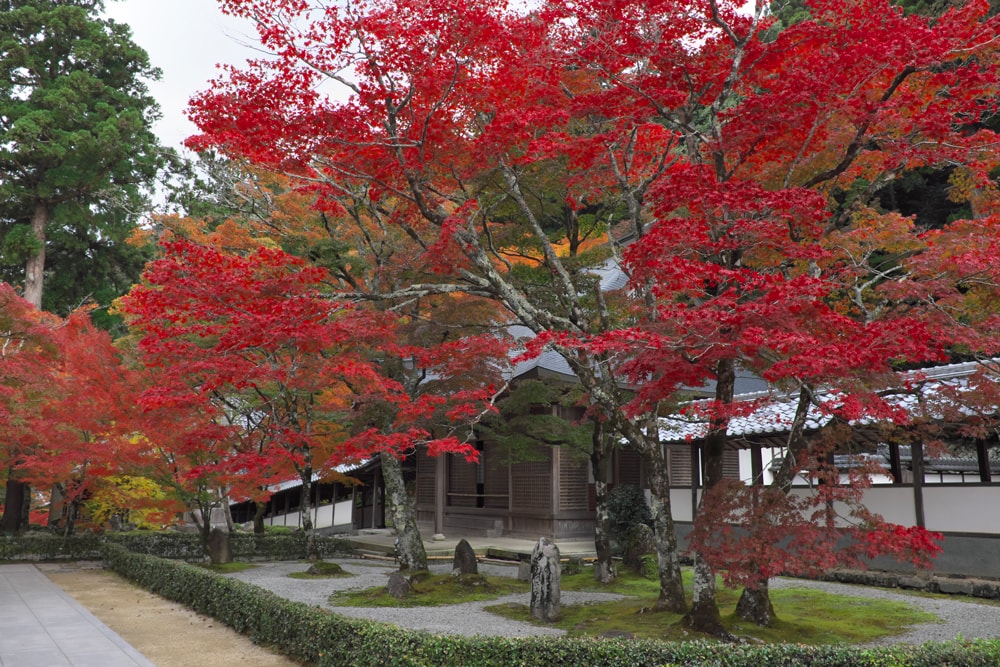 Maple Trees Planted by Jakushitsu Genko